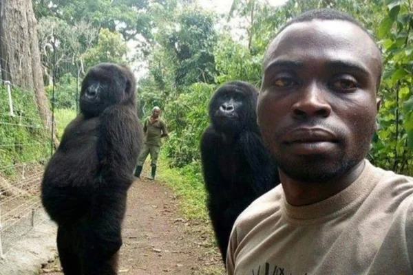 Selfie com gorilas: conheça a comovente história dos animais da foto
