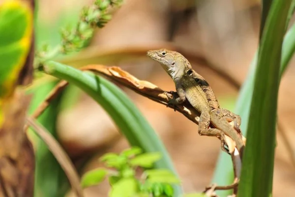 Anole marrom lagarto que desenvolveu tolerância ao chumbo