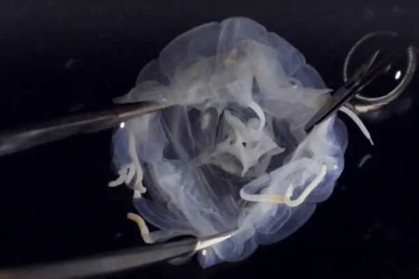 Imagem mostra água viva Tripedalia maipoensis, que é quadrada - Metrópoles
