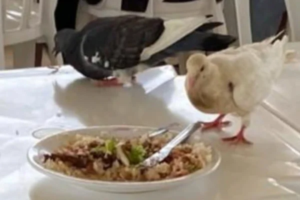 Imagem colorida de pombos próximos a pratos de comida em restaurante universitário da Unesp São João da Boa Vista. - Metrópoles