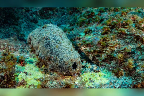 Imagem do pepino-do-mar chamado Holothuria (Microthele) whitmaei em habitat. Metrópoles