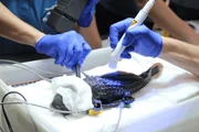 De acupuntura a tomografia: a rotina médica de animais do Aquário De acupuntura a tomografia: a rotina médica de animais do Aquário