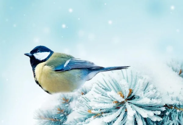 Passarinho em um lugar frio pousado em uma flor congelado - Metrópoles