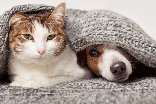 gato e cachorro se protegendo do frio