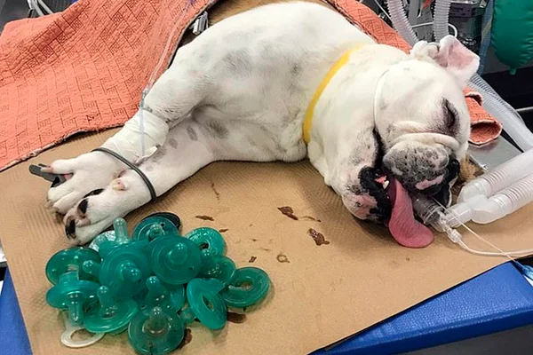Veterinários acham 19 chupetas em estômago de cão que não queria comer