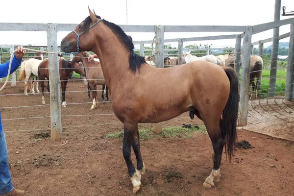 Cavalo desaparecido