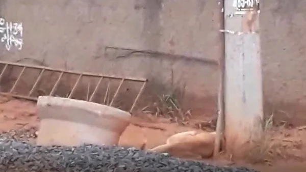 Vídeo: poste energizado em Vicente Pires mata cachorro