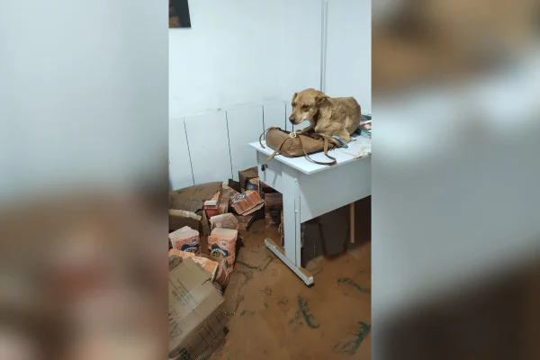 Abrigo de animais invadido pelas águas
