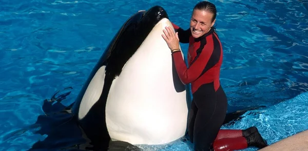 Morre Tilikum, a orca do documentário “Blackfish”