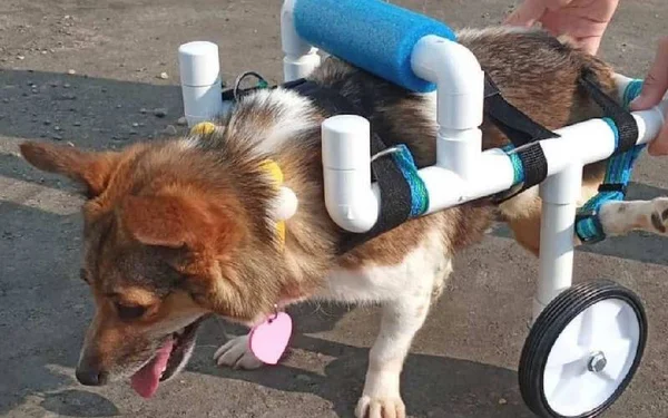 Cachorro com "cadeira de rodas"