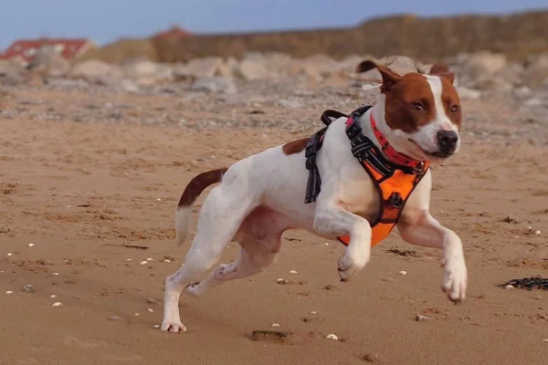 Imagem colorida de cachorro correndo na praia