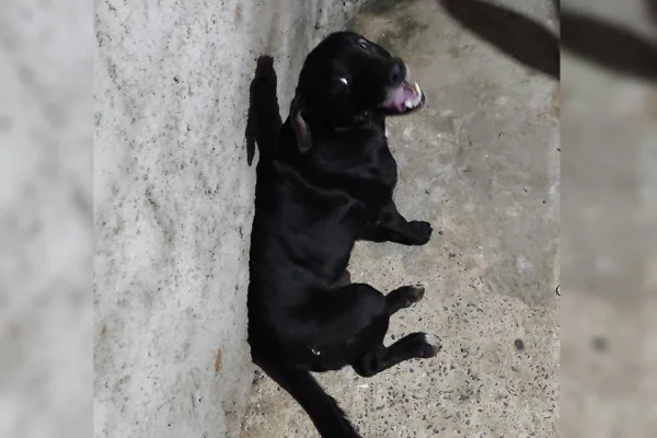 Cachorro preto sentado