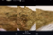 Venda de maconha pelo WhatsApp