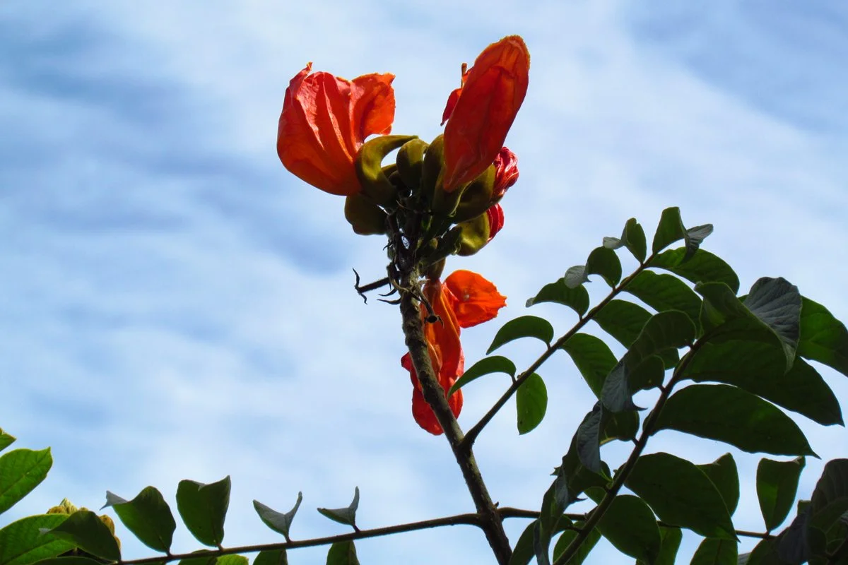 Imagem colorida da Árvore Spathodea campanulata - Metrópoles