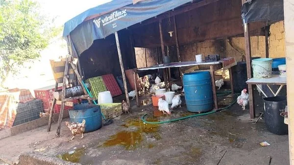 abatedouro-ilegal-campo-grande-metropoles