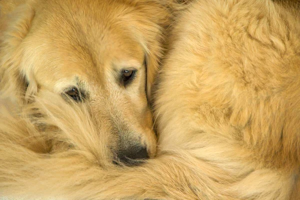 Foto colorida de um golden retriever - Metrópoles