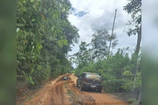 Carro em estrada. Ataque de abelhas