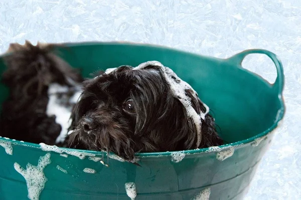 Como dar um banho relaxante em seu cachorro?