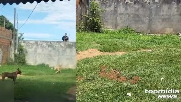 Família se desespera com ataque de cães: “Comeram nosso cachorro”