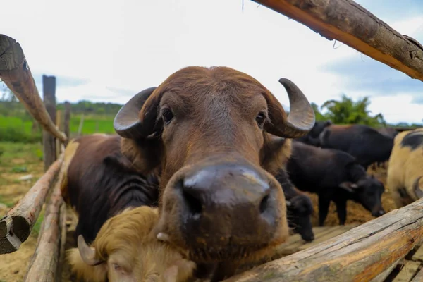 Búfalos encontrados dentro do Rio Pinheiros vão para haras em Suzano