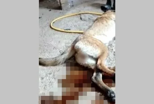 Cachorrinha vítima de estupro no Entorno do DF sofre sangramento - Metrópoles
