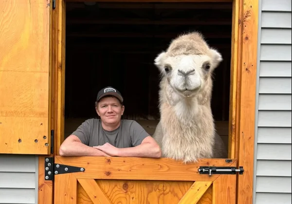 Homem compra camelo de 770 kg após pedido inusitado da esposa