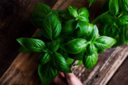 O manjericão é uma erva aromática com muito benefícios para  a saúde 