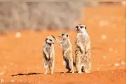 “Hair Check Before the Family Photo”, de Subi Sridharan