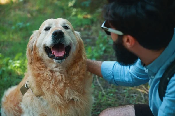 Golden retriver