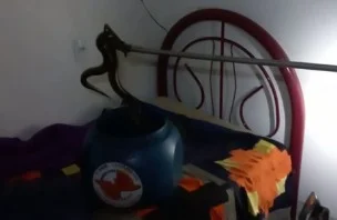 Vídeo: jiboia é encontrada sobre cama em casa no Entorno do DF