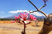 Flores da árvore que assemelha a pata de um elefante