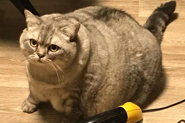 Na foto vemos uma gata de pelo cinza muito gorda