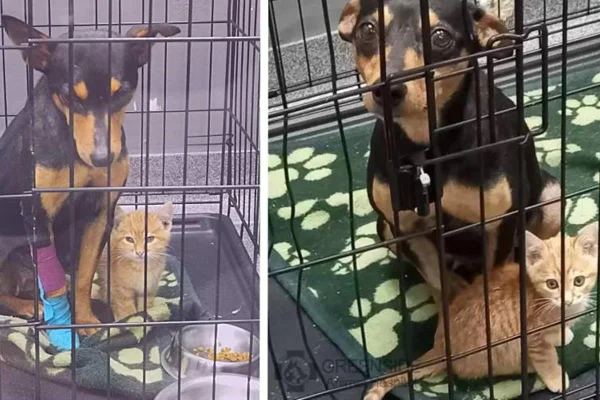 montagem com duas fotos de cachorro preto e caramelo e um gato listrado