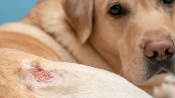 Dezembro Laranja e pets: como prevenir e identificar o câncer de pele