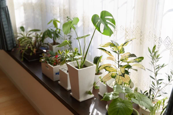 Plantas pegando sol dentro de casa