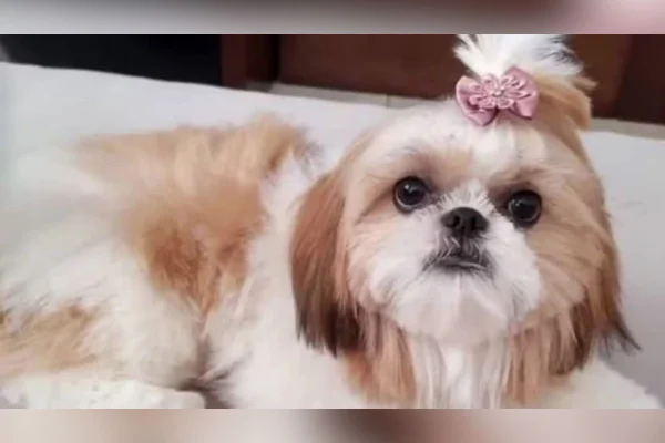 Imagem colorida mostra cachorra de porte pequeno - Metrópoles