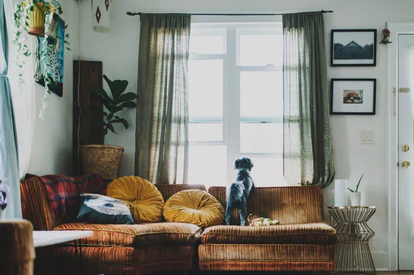 Cachorro em cima do sofá