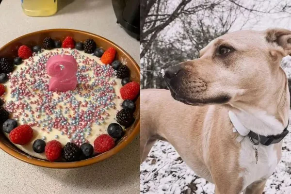 Um bolo de aniversario para um cachorro caramelo que ficou surpreso