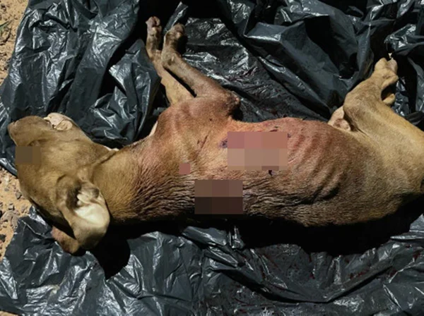 cachorro morto deitada em um saco preto