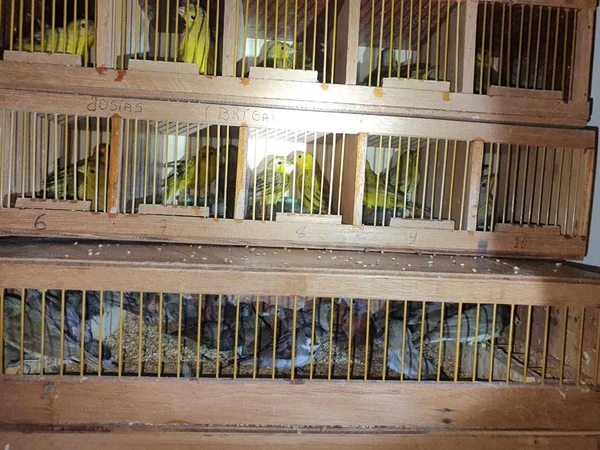 PMGO flagra suspeitos em veículo com mil aves amontoadas em 12 gaiolas