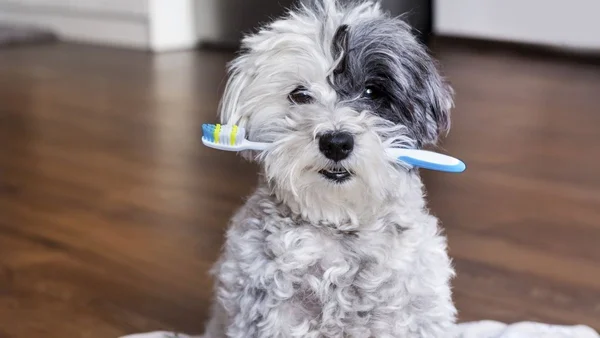 Cachorro com escova de dente na boca