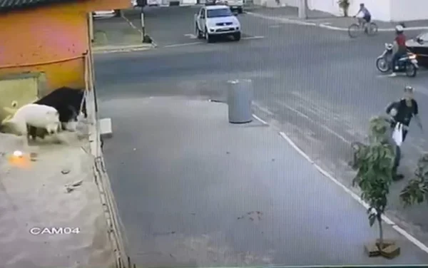 GO: homem é preso suspeito de jogar bomba em cães para furtar loja