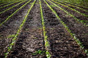 Fase do cultivo de algodão