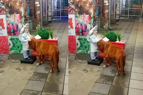 Montagem de duas imagens coloridas de cachorro com boneco eletrônico