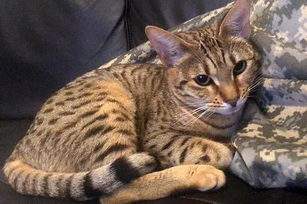 Gata inunda casa após abrir torneira enquanto os donos dormiam
