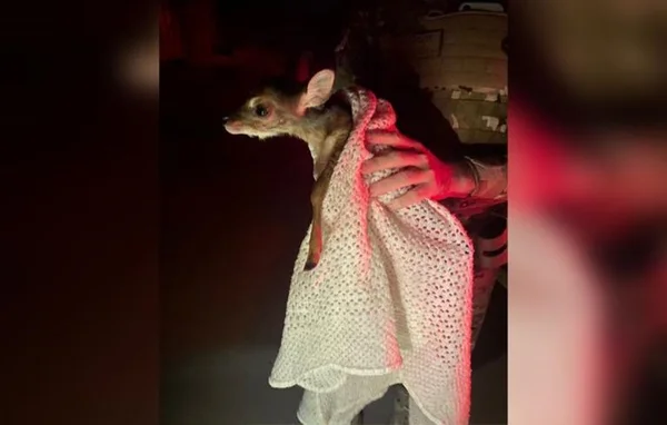 Imagem colorida de filhote de veado resgatado na Fercal