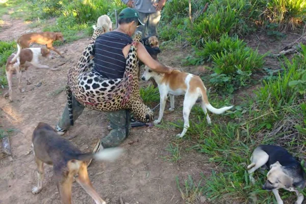Dentista é acusado de matar mais de 1 mil onças-pintadas no Acre
