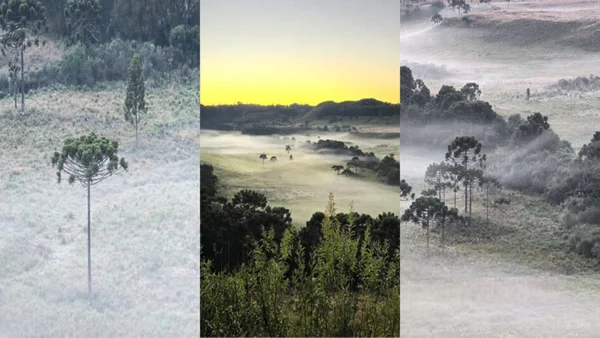 Montagem com três fotos coloridas da geada em Santa Catarina - Metrópoles