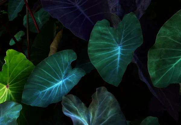 Folhas de taioba, planta extremamente nutritiva