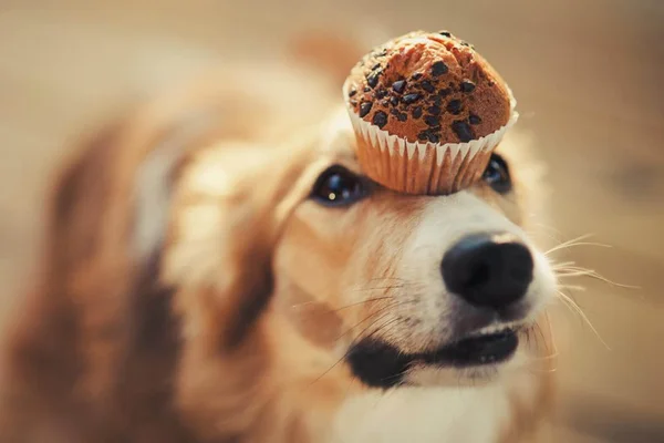 Cinco antes e depois de cães obesos para melhorar o seu dia